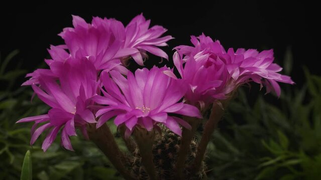 Timelapse of pink succulent plant flower blooming on black background