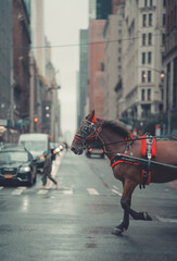 horse in the street New York City  