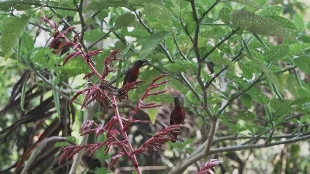quick and tiny humming birds flying around a feeder in the rainforest near Revash in the andes mountains of Peru.
