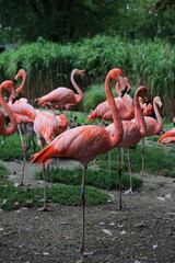 flamingos in the zoo Ostrava