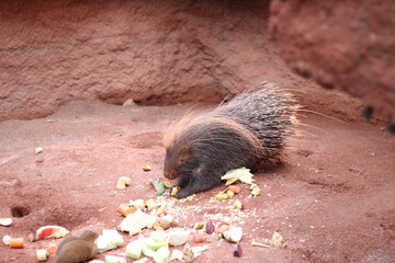 porcupine in park eating