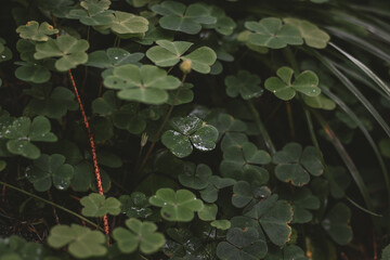 water drops on the cloverleaves