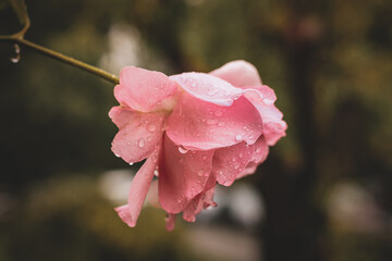 pink wild rose blossom with rain droplets