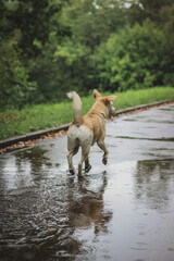 dog running in the rain
