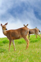 Naklejka na ściany i meble 4K Image: Majestic Deer in Olympic National Park, Washington, USA