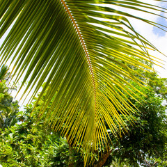 Leaf of a coconut palm on blue sky.