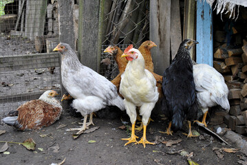 chickens