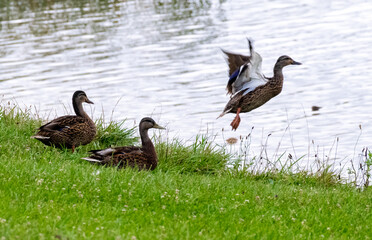 ducks on the lake