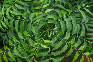 Neem tree leaves close up  Natural Medicine - Azadirachta indica - obrazy, fototapety, plakaty