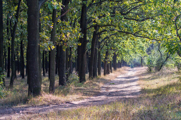 Obraz premium Autumn forest trees, walk in the forest