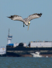 Fototapeta na wymiar Brown pelican (Pelecanus occidentalis) preparing to dive over the Port of Galveston, Texas, USA.