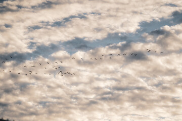 Birds in flight against puffy cloud sky
