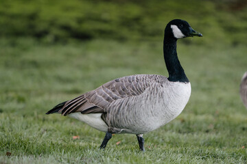 Canada goose (geese) in Pacific Northwest
