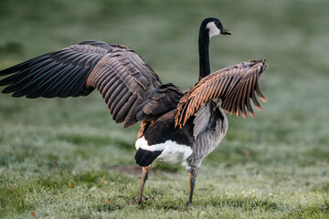 Canada goose (geese) in Pacific Northwest