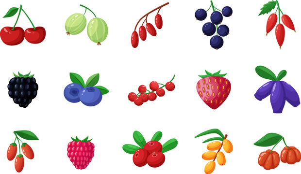 Cartoon wild garden berries. Gooseberries, strawberries and blueberries and blackberries. Harvest agriculture berry, sweet desserts nowaday vector set