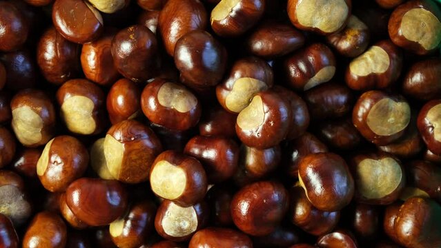 Horse Chestnut fruits or Conkers, close-up. Brown chestnut seeds for Conkers game.