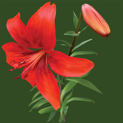 isolated on green single bright red lily