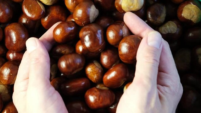 Conkers or Horse Chestnut fruits. Man hands and Brown chestnut seeds, close-up. Selective focus.