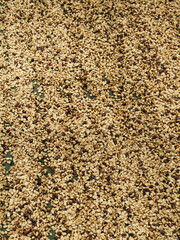 Kona Coffee 2023 Hawaii-45