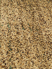 Kona Coffee 2023 Hawaii-40