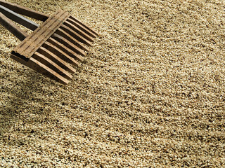 Kona Coffee 2023 Hawaii-38