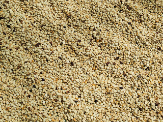 Kona Coffee 2023 Hawaii-37