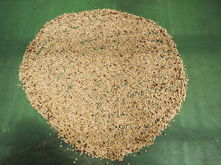 Kona Coffee 2023 Hawaii-36