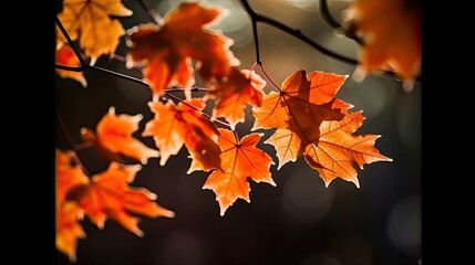 maple leaves gold tranquility grace landscape zen harmony rest calmness unity harmony photography