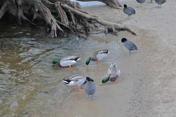 ducks on the beach