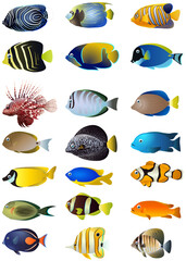Fish sketch collection. Hand drawn vector illustration.