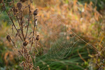 Cobweb with small drops of dew on a dried plant Dipsacus laciniatus. Atmospheric autumn background
