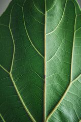 Fiddle leaf fig plant