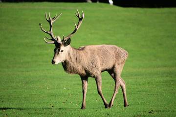 A view of a Red Deer in the Cheshire Countryside on a sunny day