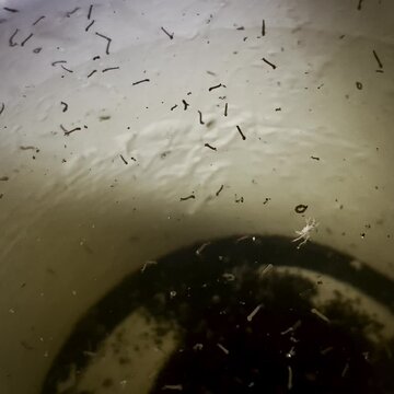 Infected water containing group of worms