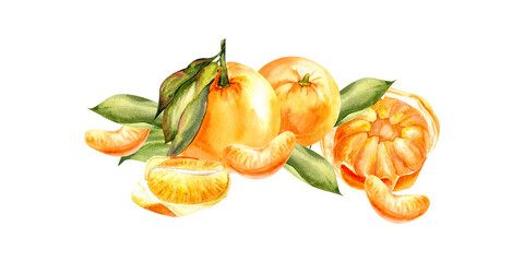 WAtercolor orange tangerines composition. Citrus fruits with green leaves, slices of tangerine, isolated food illustration for menu, juice, cafe, coctail,invitation design
