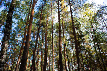 Sunlight on trees in a pine forest. Autumn natural landscape.