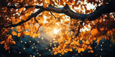 Foto auf Acrylglas autumn orange tree falling peaceful landscape freedom scene beautiful nature wallpaper photo © Wiktoria