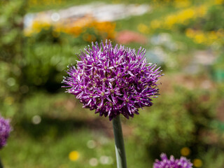 Blooming flowers of an ornamental onion plant on a bright warm sunny day