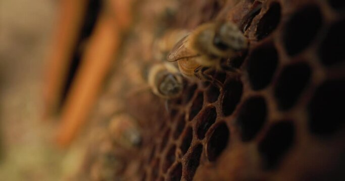 Bees and honeycomb macro close-up