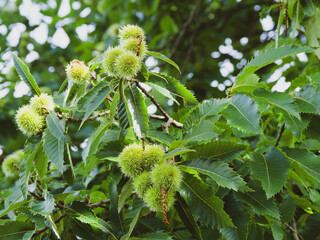 Chesnut tree (Castanea sativa) with immature greenish spiny cupules between oblong-lanceolate green leaves with thooted margins
