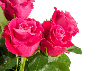 Beautiful rose flower bud in delicate pink color, isolated on white background