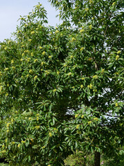 Fototapeta na wymiar (Castanea sativa) Spanish chestnut, fruit production tree with ramifications bearing dense canopy of oblong-lanceolate green foliage and greenish spiny cupules in september 