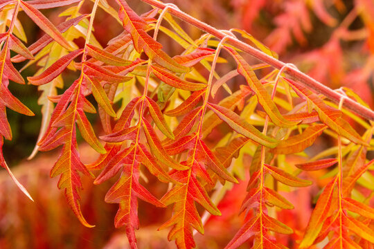  Bright orange leaves on the branches of the Rhus typhina sumac tree.