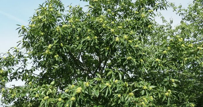 Castanea sativa | Sweet or Spanish chestnut. Fruit tree with tall and straight branched trunk with dense, broad, lanceolate and serrated foliage bearing spiny cupules with brown edible nuts in autumn