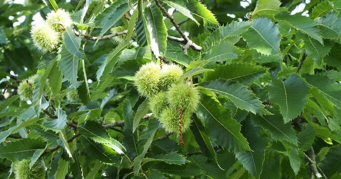 (Castanea sativa) Closeup of greenish spiny cupules and lanceolate green leaves with thooted margins
