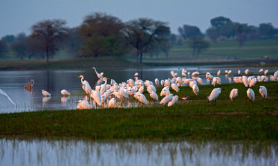 great egret flock