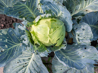 Obraz premium Headed cabbage eaten by parasites slugs and snails, garden pests