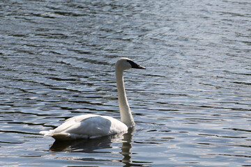 Swan on the lake