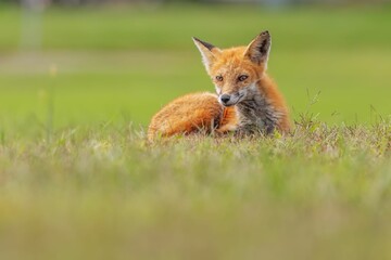 Naklejka na ściany i meble Red fox resting in the green grass outdoors