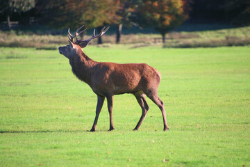 A view of a Red Deer in the Cheshire Countryside on a sunny day